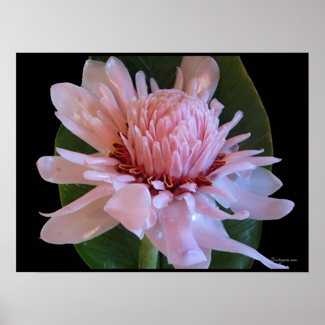Pink Torch Ginger Hawaii Exotic Poster Prints (Vorne)