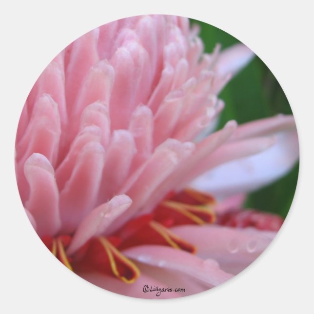 Pink Torch Ginger Wedding Runder Aufkleber (Vorderseite)