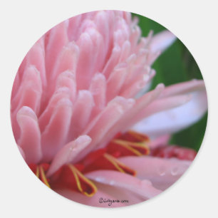 Pink Torch Ginger Wedding Runder Aufkleber