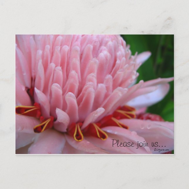 Pink Torch Ginger Wedding Save the Date Cards Ankündigungspostkarte (Vorderseite)