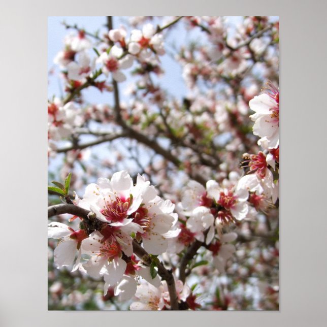 Pink Tree Blossom Poster (Vorne)