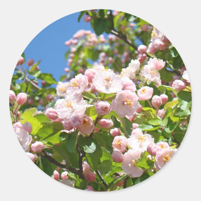 Pink Tree Blüten Aufkleber Umschlag Aufkleber Früh (Vorderseite)