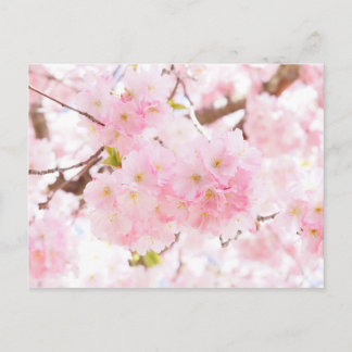 Pink Tree Cherry Blossom Postkarte