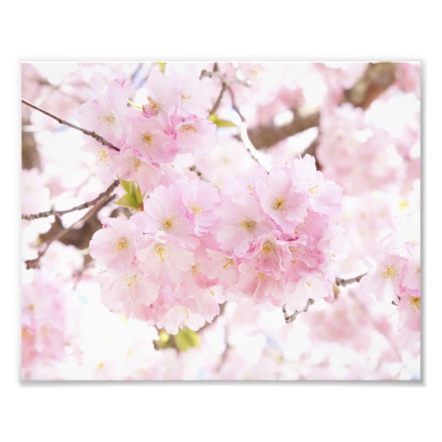 Pink Tree Sakura Cherry Blossom Fotodruck (Vorne)