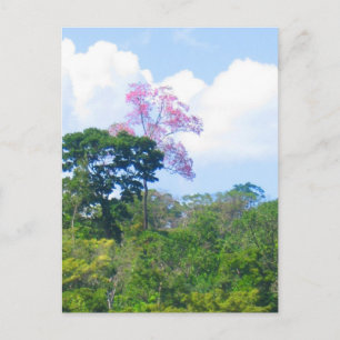 Pink Tree Venezuela Jungle Landschaft Postkarte
