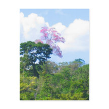 Pink Tree Venezuela Jungle Landschaft