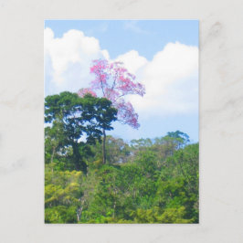 Pink Tree Venezuela Jungle Landschaft Postkarte