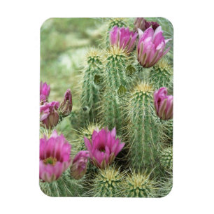 Pink Trill Bloom Cactus Decorative Kühlschrankmagn Magnet