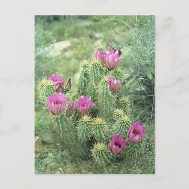 Pink Trill Desert Sonoran Arizona Foto Postkarte (Vorderseite)