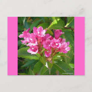 Pink Trumpet-Blume Postkarte