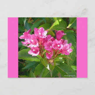 Pink Trumpet-Blume Postkarte