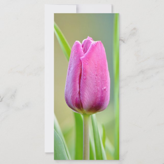 Pink Tulip Blume (Vorderseite)