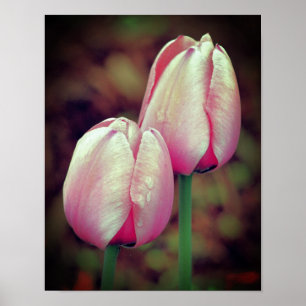 Pink-Tulip-Blume mit Regentropfen Poster