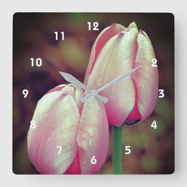 Pink-Tulip-Blume mit Regentropfen   Quadratische Wanduhr (Vorderseite)