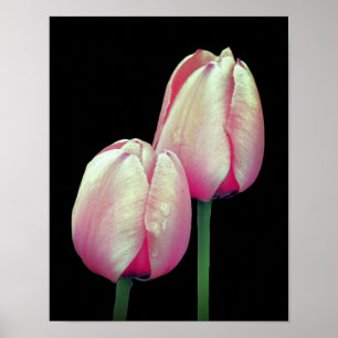Pink Tulip Blume Poster