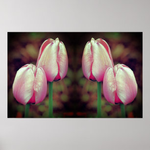 Pink Tulip Blume Raindrops Mirrored Abstrakt Poster