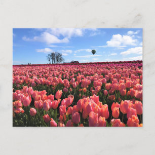 Pink Tulip Field mit Hot Air Ballon, Oregon Postkarte
