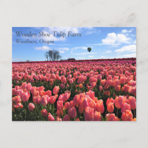Pink Tulip Field mit Hot Air Ballon, Oregon Postkarte