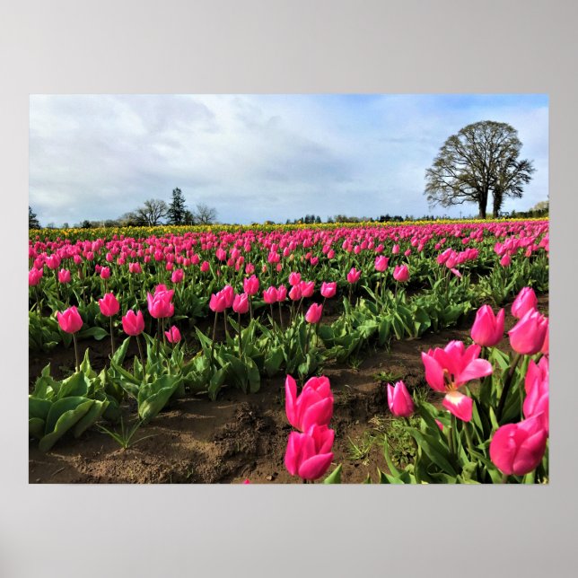 Pink Tulip Field, Oregon Poster (Vorne)