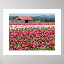 Pink Tulip Fields floral fotografisch Poster