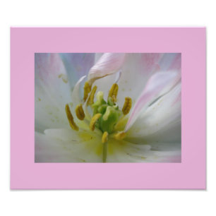 Pink Tulip Macro Foto