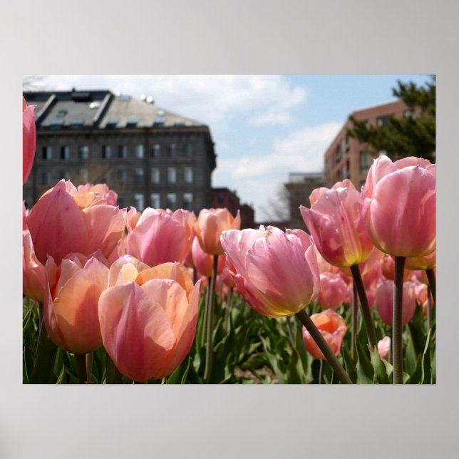 Pink Tulip North End Poster (Vorne)