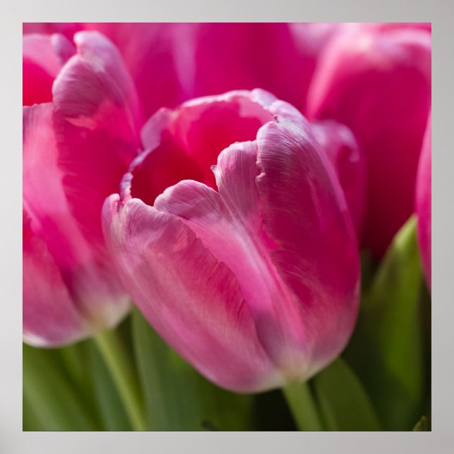 Pink Tulip Portrait Poster (Vorne)