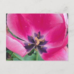 Pink Tulip Postcard Postkarte