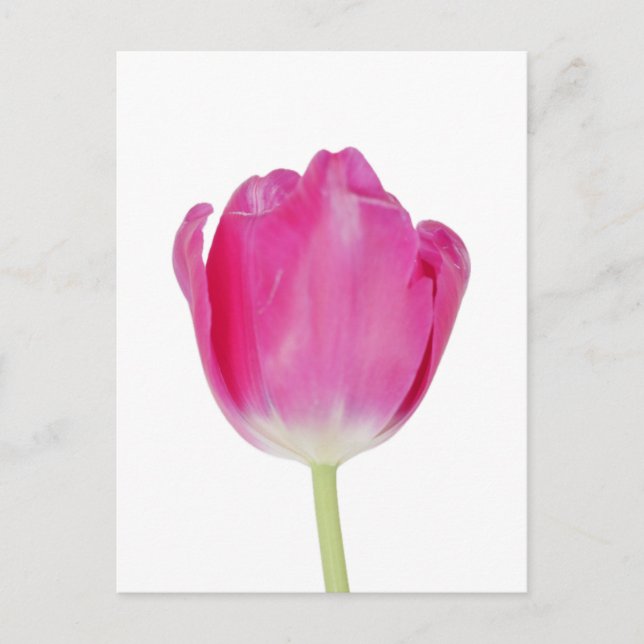 Pink Tulip Postcard Postkarte (Vorderseite)