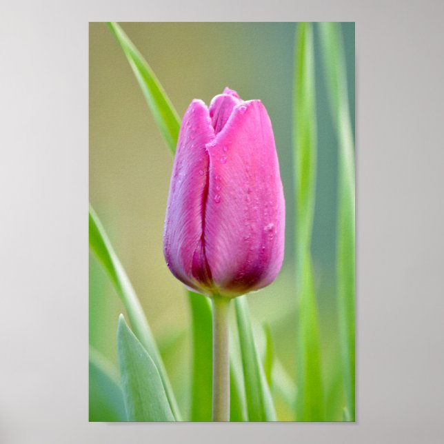 Pink Tulip Poster (Vorne)