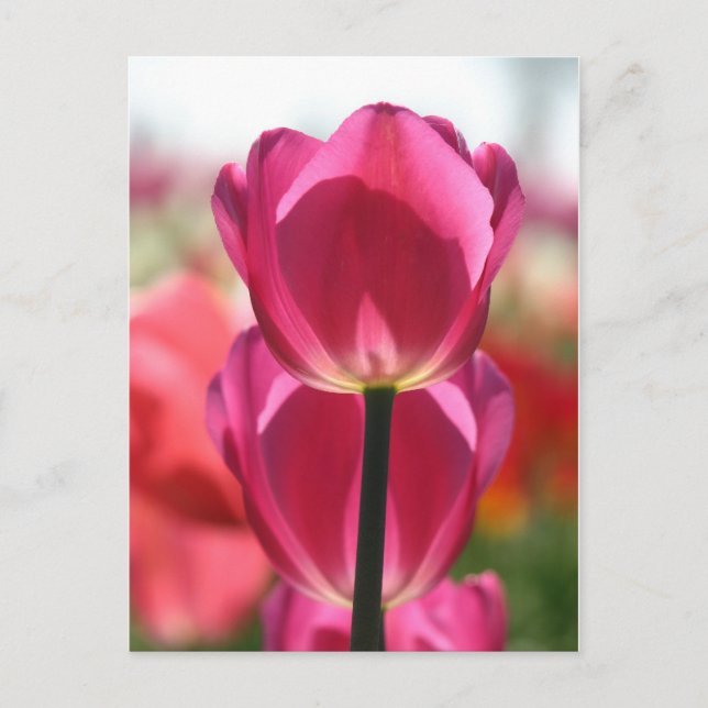 Pink Tulip Postkarte (Vorderseite)