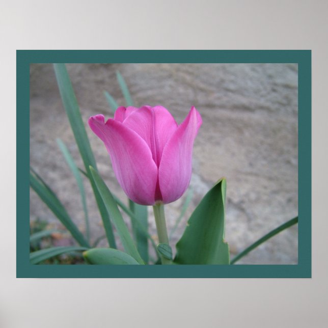 Pink Tulip Print Poster (Vorne)