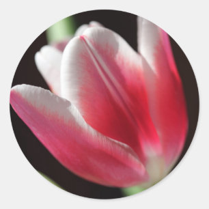 Pink Tulip Runder Aufkleber