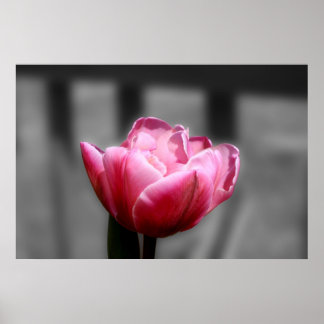 Pink Tulip Schwarz-Weiß-Poster oder Druck Poster