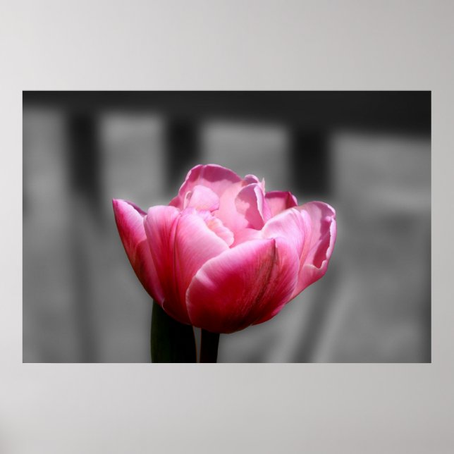 Pink Tulip Schwarz-Weiß-Poster oder Druck Poster (Vorne)