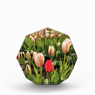 Pink Tulip Stehend Out Fotoblock