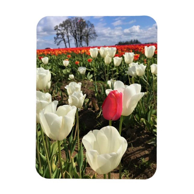 Pink Tulip Stehend Out, Oregon Magnet (Vertikal)