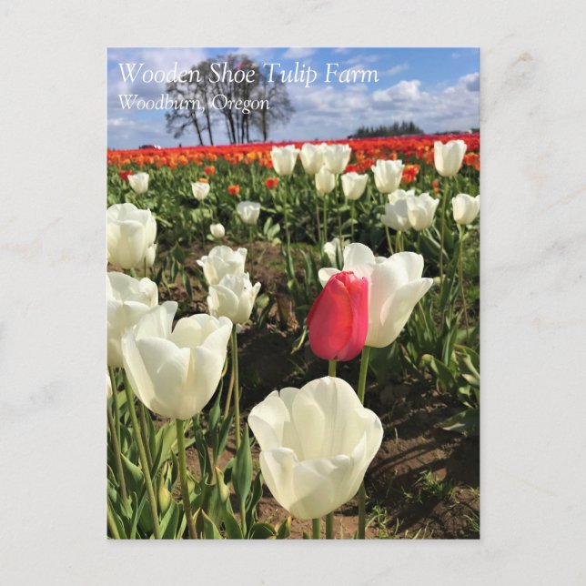 Pink Tulip Stehend Out, Oregon Postkarte (Vorderseite)