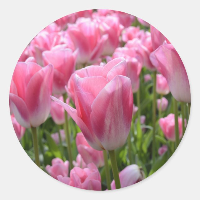 Pink Tulip Stickers (Vorderseite)