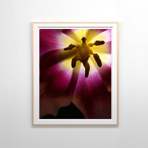 Pink Tulip Still Life Fotografie Poster