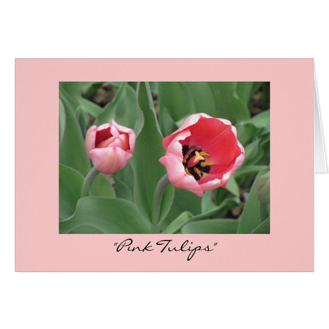 "Pink Tulips" (Vorderseite (Horizontal))