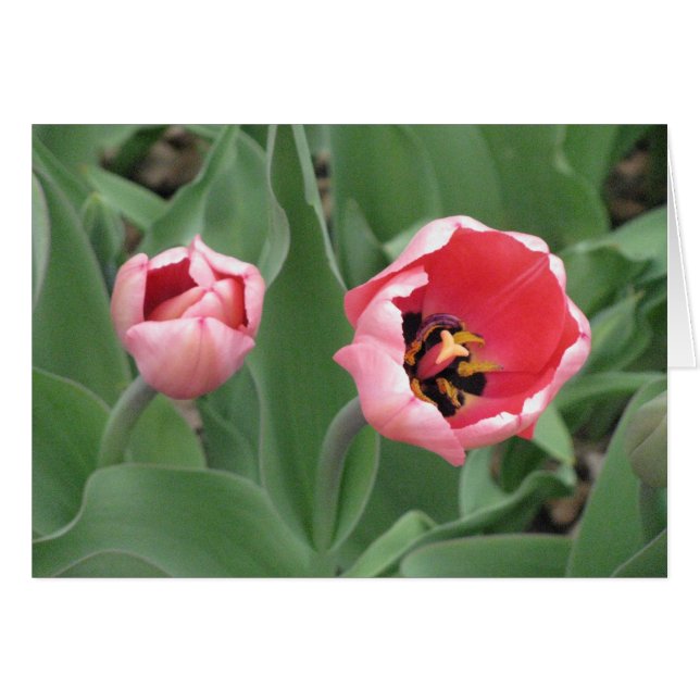 Pink Tulips (Vorderseite (Horizontal))