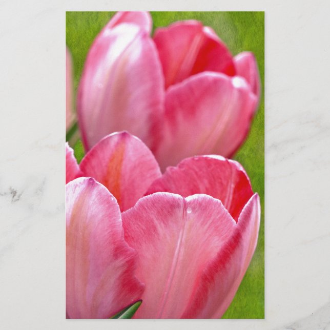 Pink Tulips (Vorderseite)