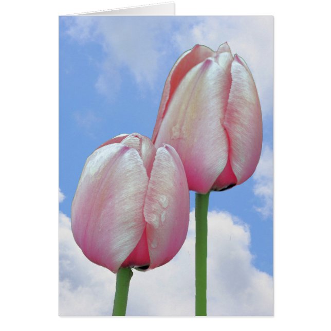 Pink Tulips Blue Sky Clouds Nature Card (Vorne)