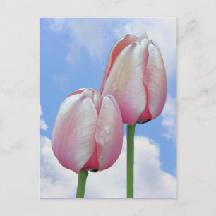 Pink Tulips Blue Sky Clouds Nature Postcard Postkarte