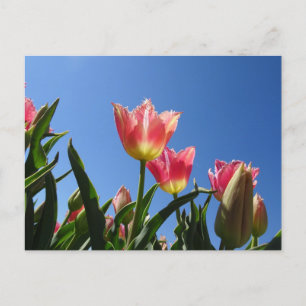 Pink Tulips & Blue Sky DIY Postkarte