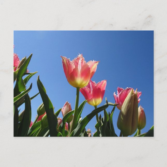 Pink Tulips & Blue Sky DIY Postkarte (Vorderseite)