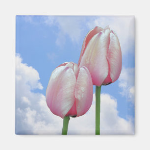 Pink Tulips Blue Sky Floral Magnet