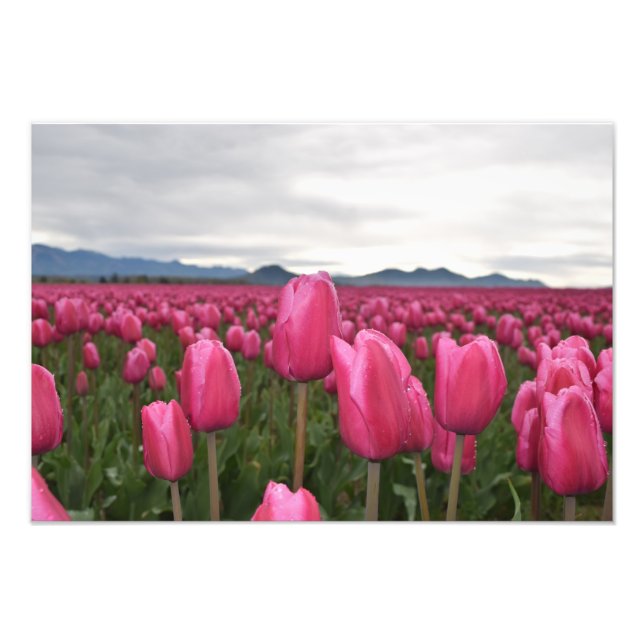 Pink Tulips Blume Foto Poster (Vorne)