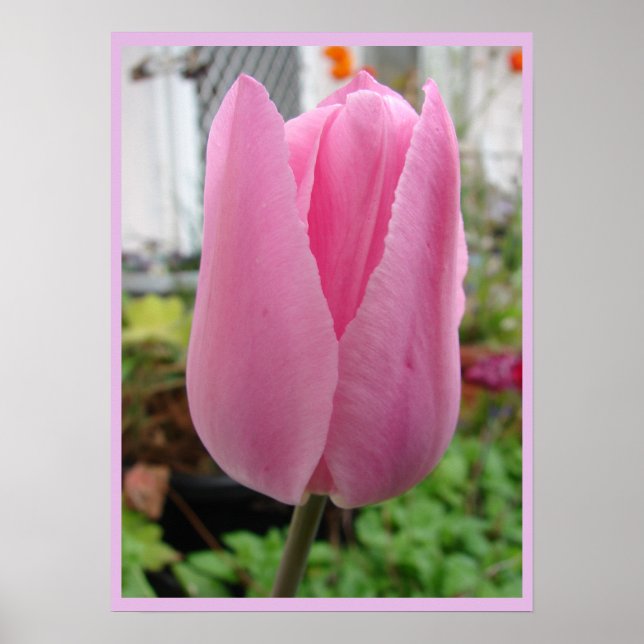 Pink Tulips Blumengarten Poster (Vorne)